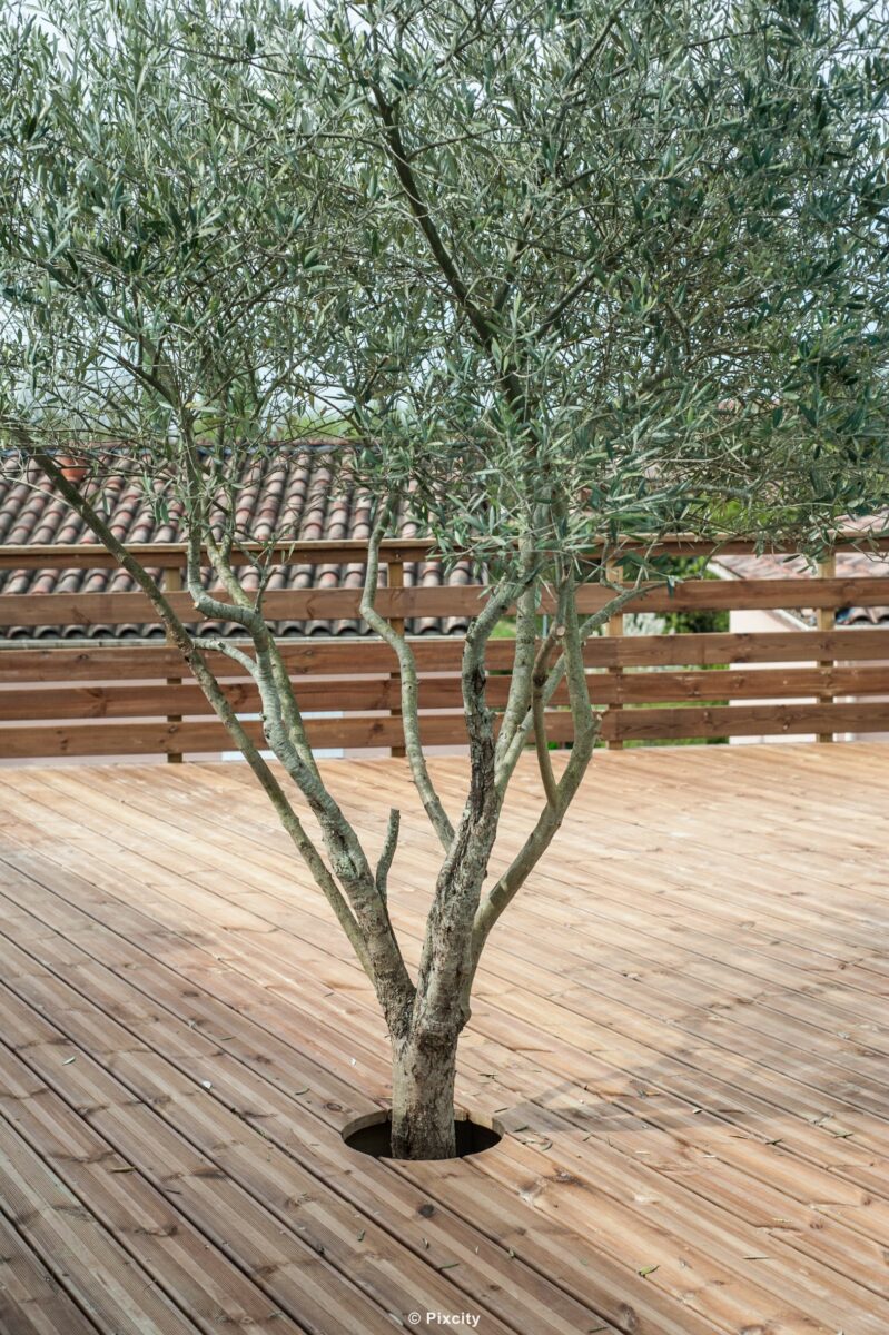 Aménagement terrasse bois autour piscine, olivier méditerranéen adulte planté dans orifice terrasse bois pin clair, grande terrasse spacieuse, palissade brise-vue bois horizontal brun, garde-corps lattes horizontales bois, piscine bleue côté, toits tuiles fond, jardin